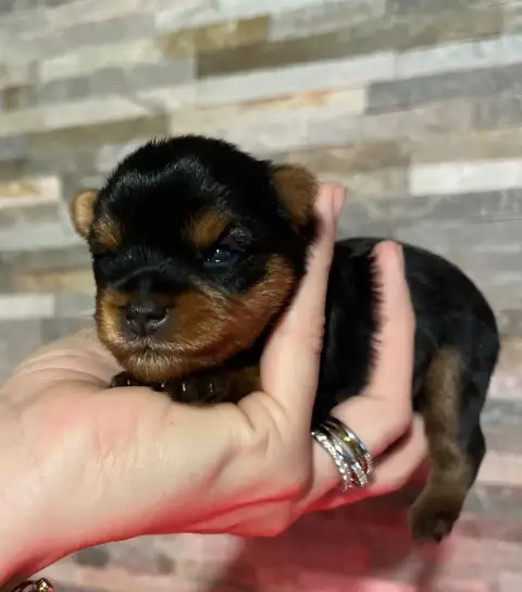 Yorkshire Terrier  Chiot 4 Du Domaine De Léna-