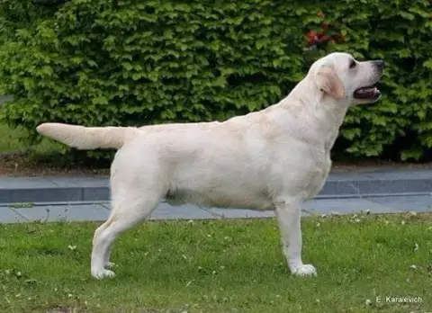 Labrador Retriever  Femelle Sable Des Marais De Courm 6eb6f