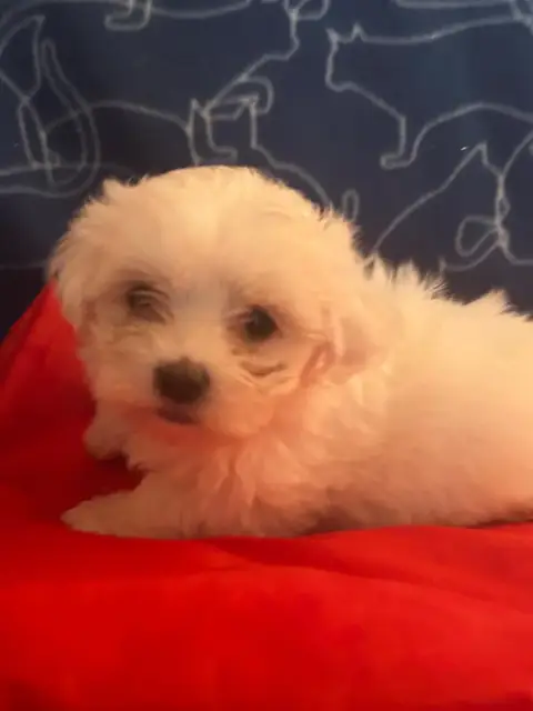 Bichon Maltais  Bounty Du Hameau De Roxane
