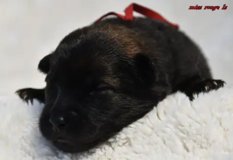Eurasier  Chiot 4 Des Legendes De Retz