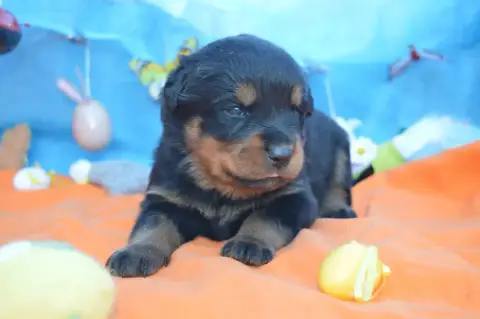 Rottweiler  Collier Bleu Clair Des Gardiens De Feu photo 2