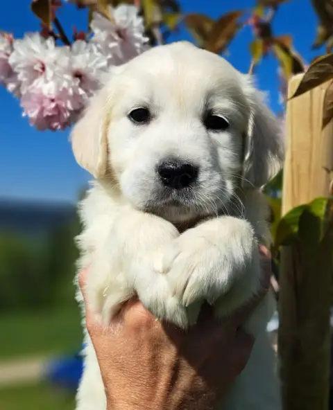 Golden Retriever  Bambou (Ruban Blanc) Of Mayajoe'S D adceb