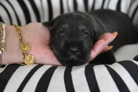 Schnauzer  Chiot 9 Du Domaine De Prescalix photo 2
