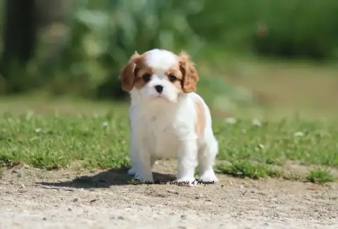 Cavalier King Charles Spaniel  Bobby De La Bergerie D fcd3c