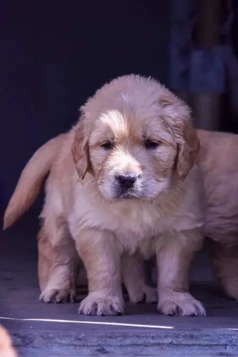 Golden Retriever  Jaspe Du Trievoz-