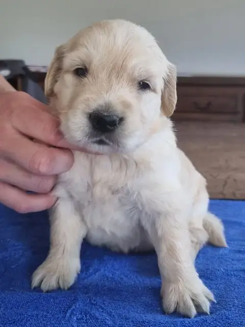 Golden Retriever  Chiot N°4 Des Hirondelles Du Voyage 48f63 photo 3