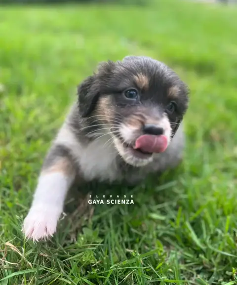 Berger Australien  Chiot N°7 Des Monts De La Gaya Sci f7106