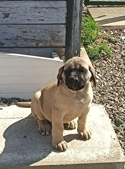 Mastiff  Chiot N°4 Des Joyaux D'Hades
