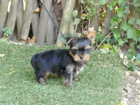 Yorkshire Terrier