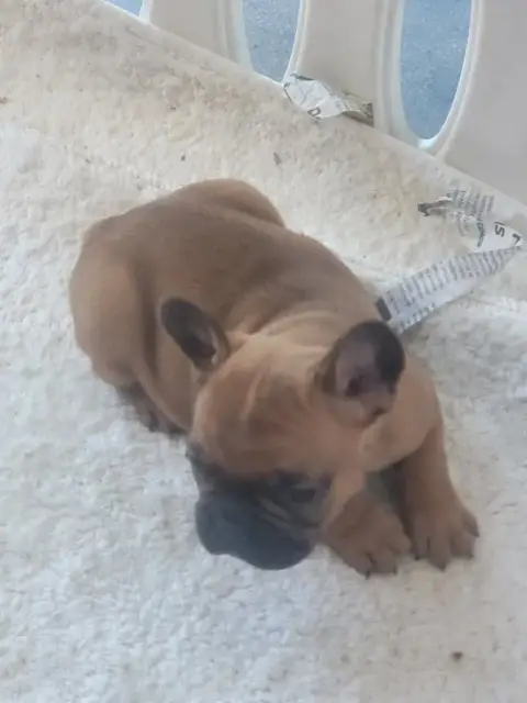 Bouledogue Français  Brook Des Fontaines Du Bérange d221f