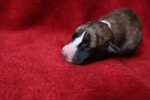 Whippet  Chiot N°5 Dear Sweety photo 2