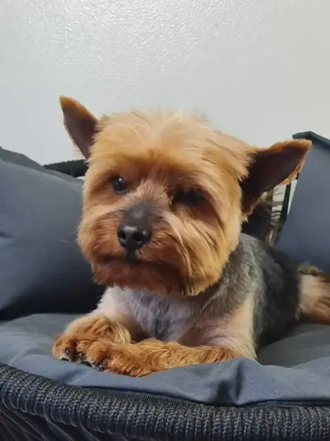 Yorkshire Terrier  Chiot N°1 Du Mont De La Chenaie