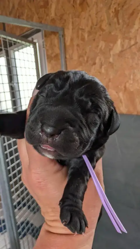 Cane Corso  Chiot 1 Des Légendes De Goliath