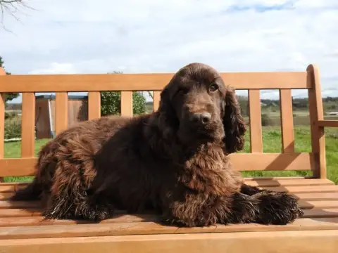 Cocker Spaniel Anglais  B1 Du Clos De La Majesty photo 2
