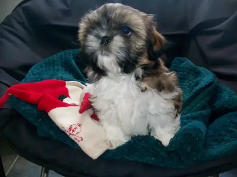 Shih Tzu  Britani Du Manoir Des Dieux Du Ciel photo 2