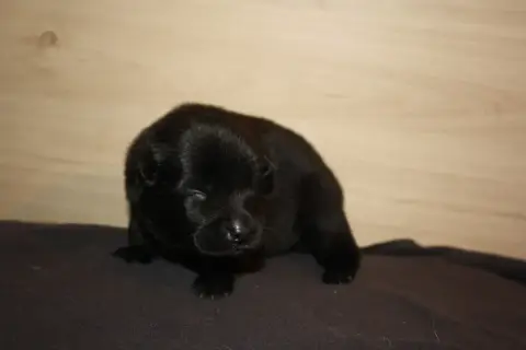 Eurasier  Collier Bleue Claire Des Oursons De La Fee 36c01 photo 3