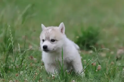 Siberian Husky  Chiot N°1 De Daybreak Northern photo 3