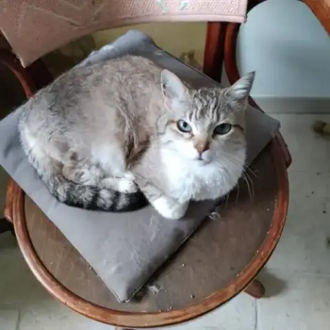 Chat Loly À L Adoption