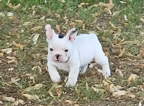 Bouledogue Français  Chiot N°6 Du Murat