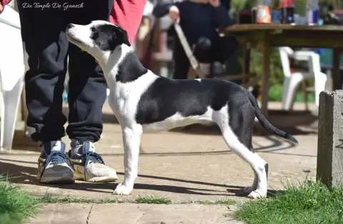 American Staffordshire Terrier  Arya Du Temple De Gan 5bdf5 photo 2