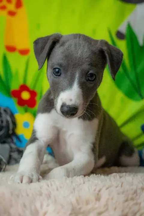 Whippet  Balgruuf De La Bastie D'Hucaroc photo 3