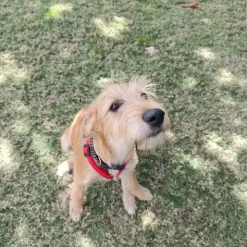 Noisette La Joie De Vivre