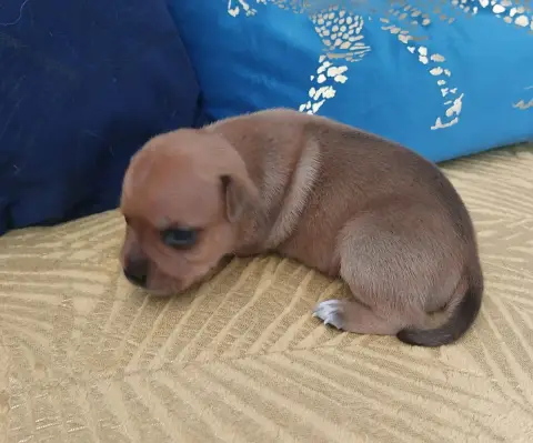 Staffordshire Bull Terrier  Chiot N°1 De Karysha
