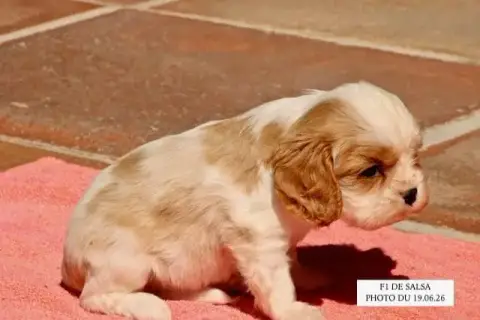 Cavalier King Charles Spaniel  Salsa F1 De La Bastide 79e18 photo 2