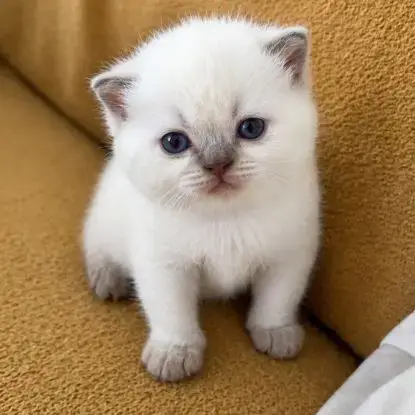 Chaton British Shortair Yeux Bleu Rare