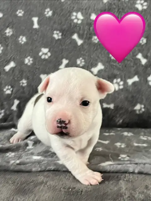 Staffordshire Bull Terrier  Chiot N°2 Du Centre Del M 85b29 photo 3