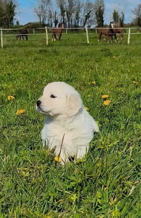 Golden Retriever  Bébé 3 Des Pimouchouck'S