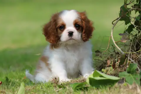 Cavalier King Charles Spaniel  Ce Chiot Est Vendu De  a55ff