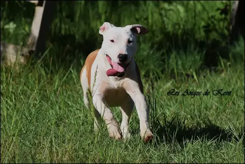 American Staffordshire Terrier  F2 A White Rose Of Ge 4457d photo 2
