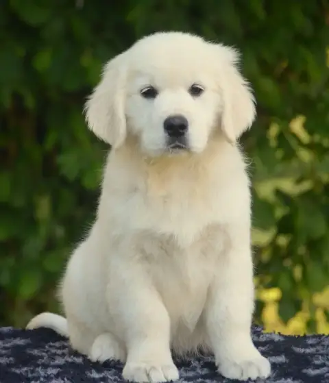 Golden Retriever  Blow Me Down De La Féerie De L'Herm 98b70