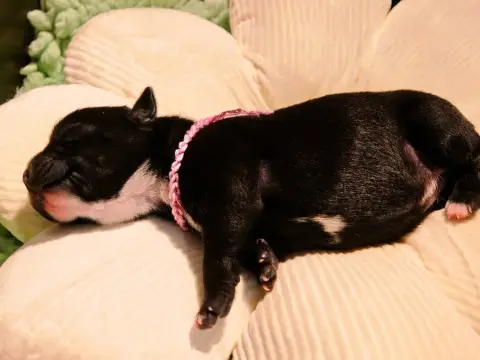 Staffordshire Bull Terrier  Collier Rose photo 2