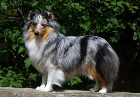 Shetland Sheepdog  Fn1 photo 2