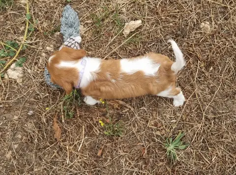 Cavalier King Charles Spaniel  B... Du Petit Brilloua 7229a photo 2