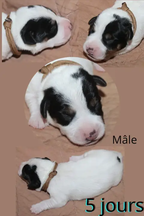 Parson Russell Terrier  Collier Marron Du Domaine Des 90895
