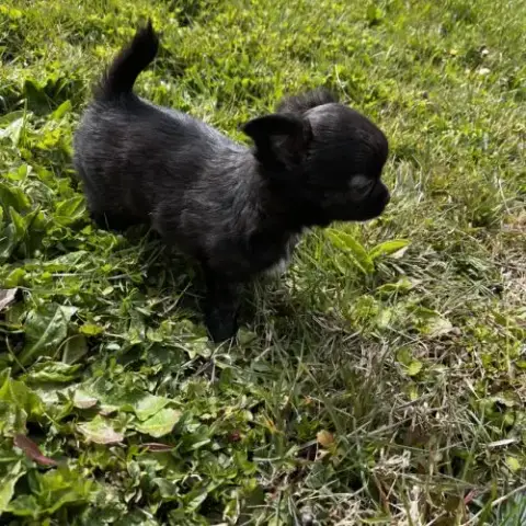 Splendides Chihuahuas Poils Longs