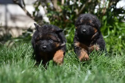 Berger Allemand Poil Long  Chiot N°4 Du Domaine De Br 77f8c photo 3