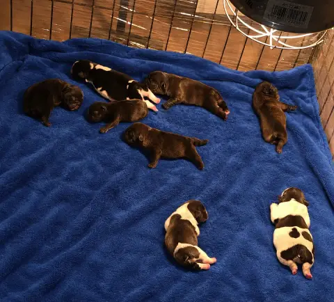 Bouledogue Français  Chiot N°5 De La Colline Du Coeur b6ce6