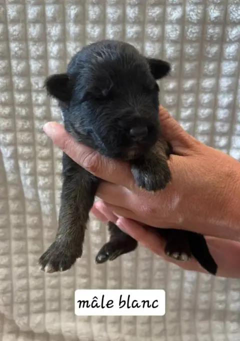 Berger Allemand  Chiot 6 Du Clos De La Chanson