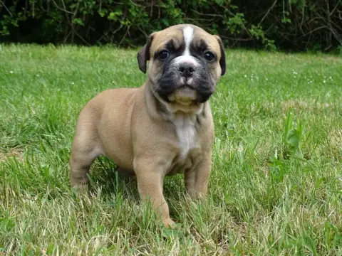Bulldog Continental  Bentley Du Mont De L'Aigle photo 2