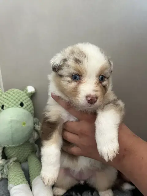 Berger Australien 
                        Chiot N°5  c2c00