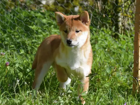 Shiba