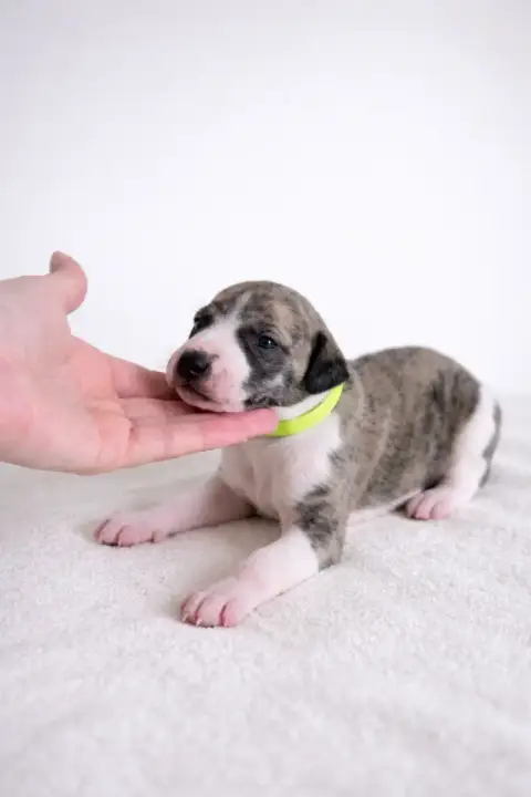 Whippet  Be My Miracle Des Rives De Riss
