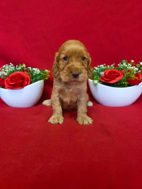 Cocker Spaniel Anglais  B........... Du Domaine De St e7dea photo 2