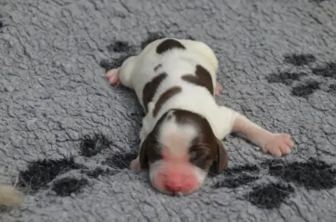 Cocker Spaniel Anglais  Chiot N°3 Chocolat Et Blanc D 18c00