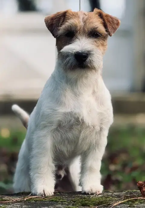 Jack Russell Terrier  Billy The Gang Of Smart Little  a0ad4 photo 3