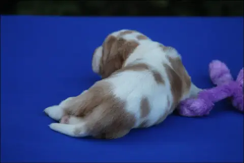 Basset Hound  Chiot 4 De La Flamme Sacrée D'Hestia photo 3